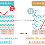 高保湿の王様「セラミド」って何？